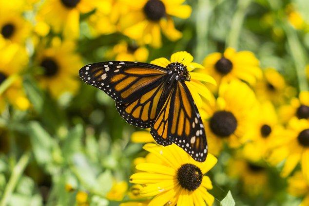new_HG_butterfly_house_Zoo2.jpg