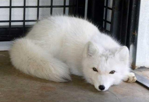 news slt fox