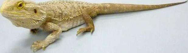 zoo dragon