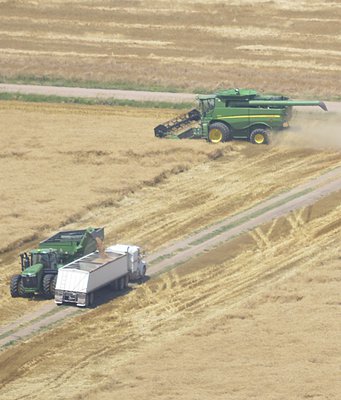 new_deh_wheat harvest update photo.jpg