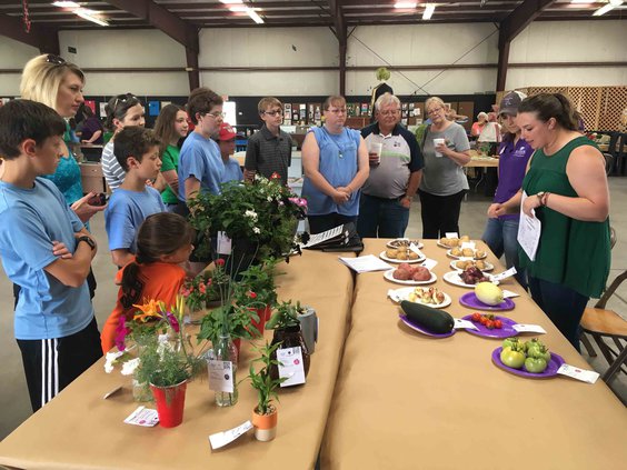 4-H judging.jpg